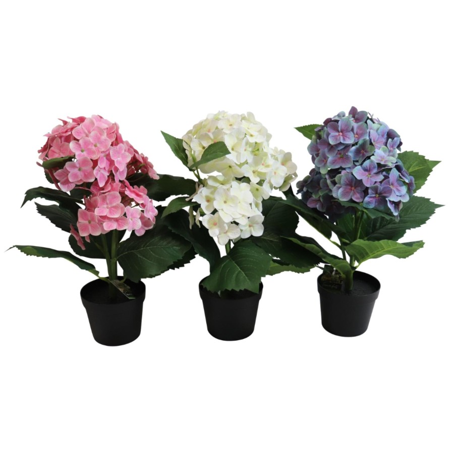 Hortensia In Pot 40 Cm