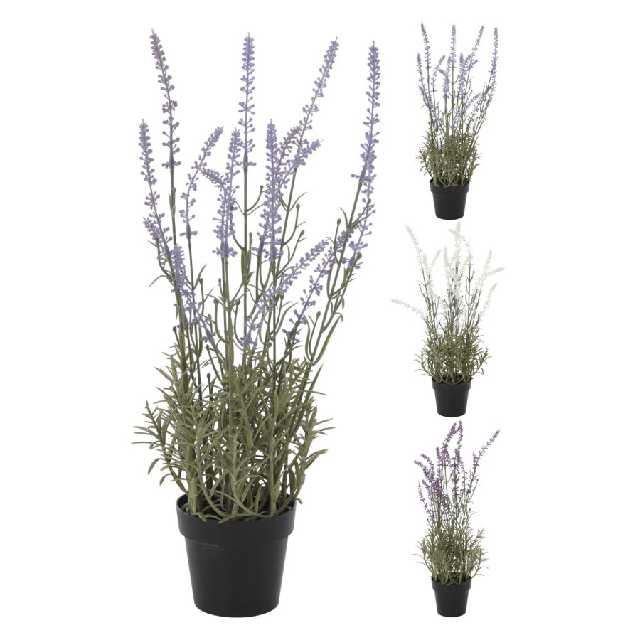 Lavendel plant in pot 46cm