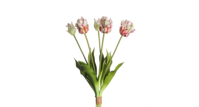 Tulp 5dlg Parrot 40cm